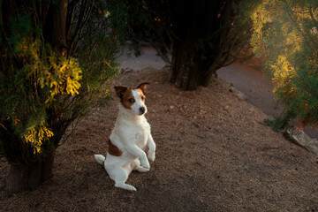 Naklejka na ściany i meble jack russell stands on his hind legs. Dog in nature in the sun