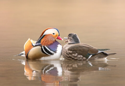 Mandarin Duck Couple