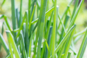 Obraz premium Organic leaves from urban garden