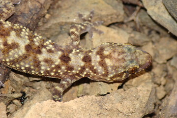 Mediterranean House Gecko (Hemidactylus turcicus), juvenile