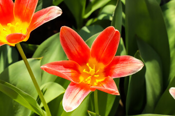 Fototapeta premium Tulpe