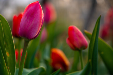 Fototapeta premium red and yellow tulips