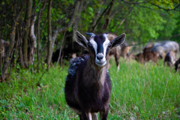 Naklejka na ściany i meble goat in the grass