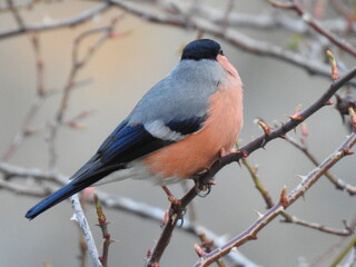 red cardinal on a branch