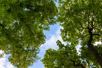 Green treetops against blue sky. Natural background of the crowns trees of linden and maple. Bottom...
