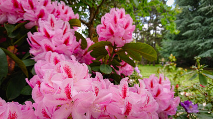 Flower And Buds Of The Magnolia Grandiflora, The Southern Magnolia Or Bull Bay, Tree Of The Family Magnoliaceae.