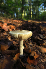 Schöner Waldpilz im September