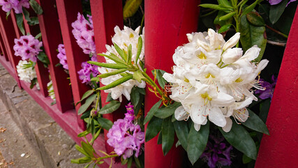 Flower And Buds Of The Magnolia Grandiflora, The Southern Magnolia Or Bull Bay, Tree Of The Family Magnoliaceae.
