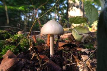 Schöner Waldpilz im September