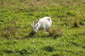 Obraz premium A goat grazes in a meadow in September