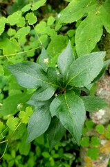 leaves in the garden