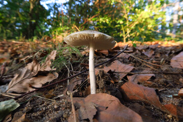 Schöner Waldpilz im September