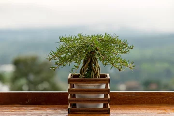 Fotobehang Bonsai Plant in ancient flower pot on balcony. Miniature bonsai small tree on hands. beautiful blooming Dipladenia plant.Tree pots on wooden boards.  © kanpisut