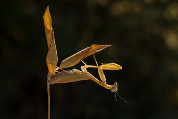 yellow praying mantis