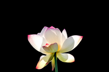 Beautiful bright pink lotus flower with stem or pink lotus petal isolated on black background , paths already.