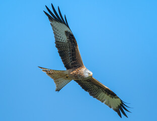 Red Kite
