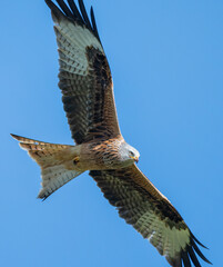 Red Kite