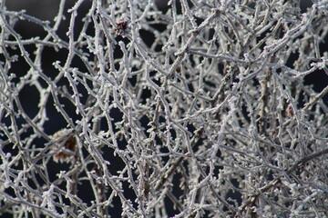 Frosty winter stamp