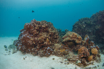 Shallow tropical seascape with coral reef and swimming fish. Beautiful healthy ocean ecosystem. Colorful marine life. Animals and corals in sea. Underwater photography from scuba diving on reef.