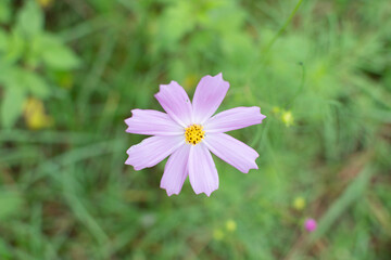 Cosmos flowers of Uttarakhand 
