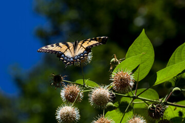 Eastern Tiger Swallowtail Butterfly pollinating a tree flower