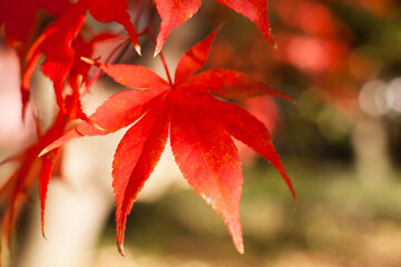 Japanese Maple leaves in bright red fall color