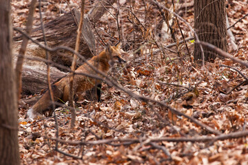 Naklejka na ściany i meble Beautiful Red Fox Vulpes Vulpes proudly standing in a forest
