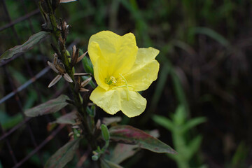 Cosmos flowers of Uttarakhand 