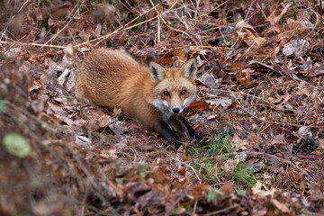 Startled red fox Vulpes vulpes against a leafy urban forest floor