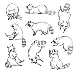 racoon sketch illustration. hand drawn sketchy style set. isolated on white