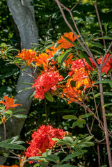 Mollis Azalea (Rhododendron x mollis) in park