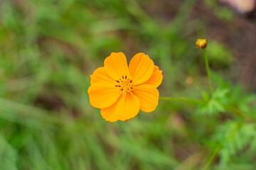 Cosmos flowers of Uttarakhand 