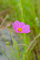Cosmos flowers of Uttarakhand 