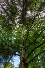 Albero di nocciole visto dal basso