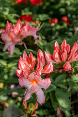 Obraz premium Mollis Azalea (Rhododendron x mollis) in park