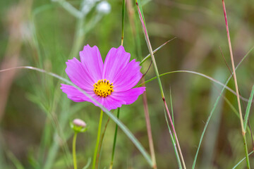 Cosmos flowers of Uttarakhand 