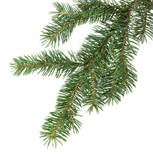 Fir tree branch. Pine branch. Christmas background.