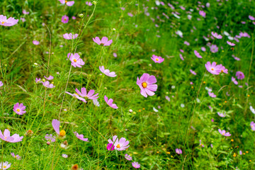Cosmos flowers of Uttarakhand 