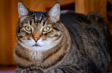 Fototapeta na wymiar Image of beautiful large cat with green eyes sitting content staring at camera in diffused warm light with wood tones in background. Horizontal