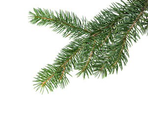 Obraz premium Fir tree branch. Pine branch. Christmas background.