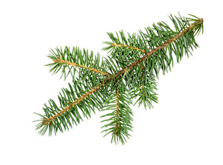 Fir tree branch. Pine branch. Christmas background.