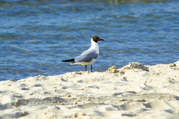 Seagull (the black-headed gull) walking on the beach