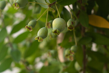 Fresh common myrtle fruits ( Myrtus communis ) background