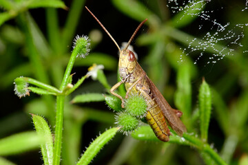 Nachtigall-Grashüpfer (Chorthippus biguttulus) - Duetting Grasshopper, bow-winged grasshopper