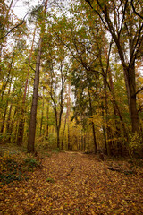 Autumn forest strewn with yellow leaves.