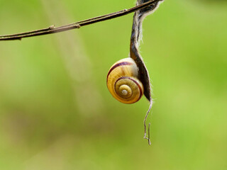 White-lipped snail climbing on the dry leaf. The white-lipped snail or garden banded snail, scientific name Cepaea hortensis, is a medium-sized species of air-breathing land snail.