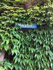 ivy on the wall