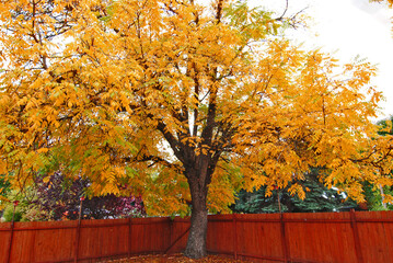 large golden leaf fall tree