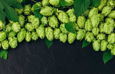 Bunch of hops cones with leaves on black stone background. Hops herb for brewery. Ripe hop cones...