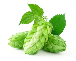 Bunch of hops cones with leaves. Hops herb for brewery. Ripe hop cones for herbal natural medicine. Natural plants isolated on white.